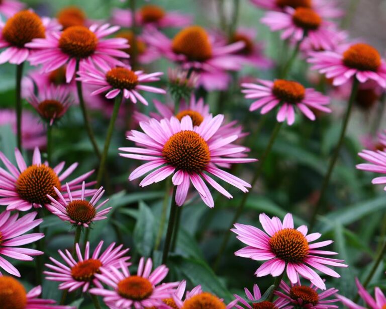 Solhatt Echinacea Lier Planteland