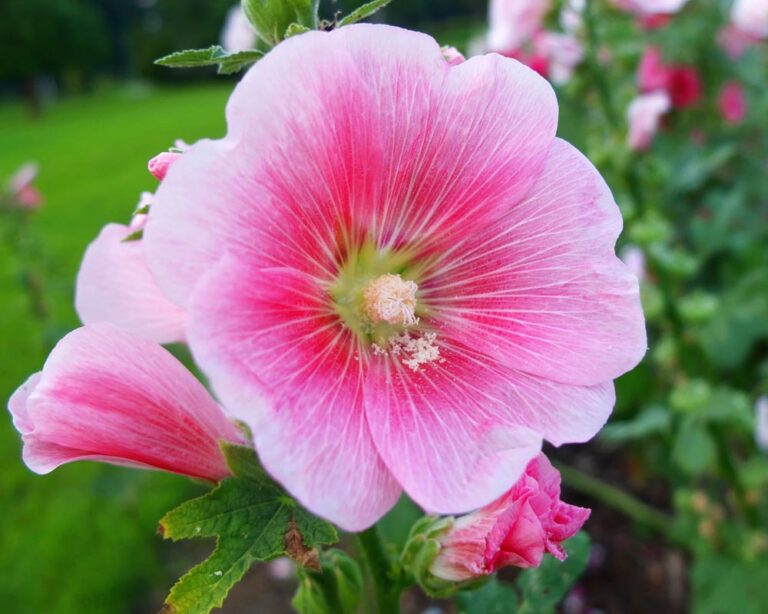 Stokkroser Alcea Rosea Lier Planteland