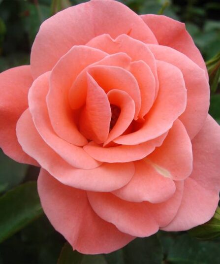 Klaserose 'Fredensborg'