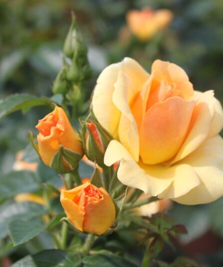 Klaserose 'Hansastadt Rostock'