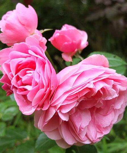 Klaserose 'Leonardo da Vinci'