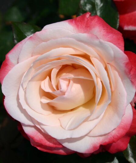 Stilkrose 'Nostalgie'