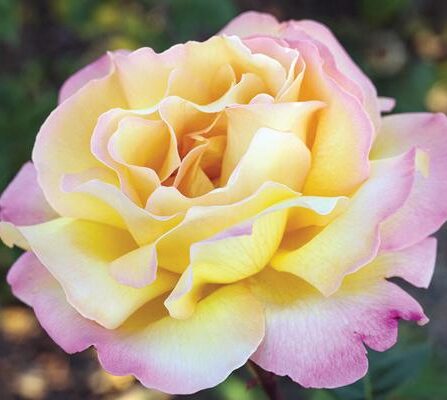 Stilkrose 'Peace'