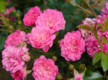 Pink the Fairy - bunndekkende rose