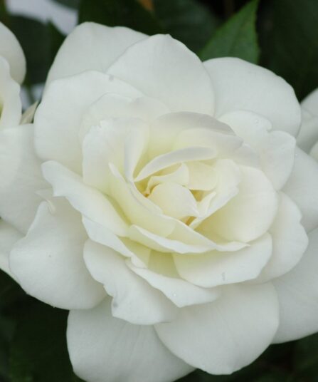 Schneewittchen_klaserose