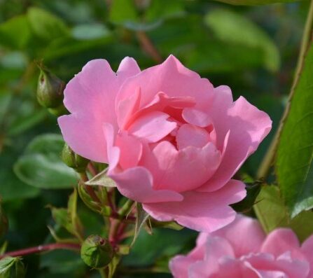 Bunndekkende rose 'Summerwind'