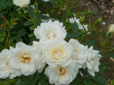 Bunndekkende rose 'White Cover'
