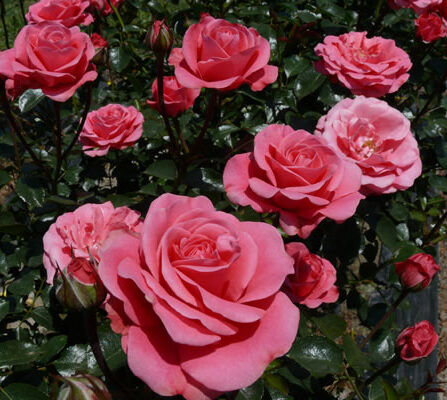 Klaserose 'Bella Rosa'