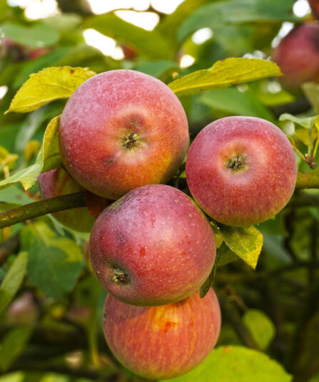 Epler på et epletre