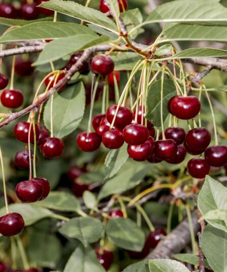 Frukttrær surkirsebær prunus cerasus hos Lier Planteland hagesenter