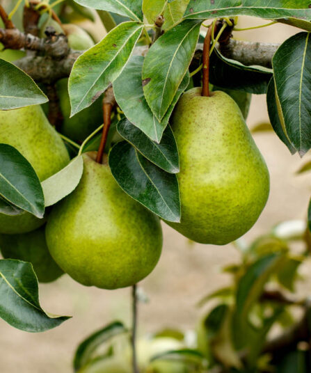 Grønne pærer på gren