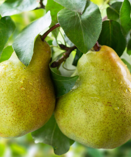 Pærer på grein