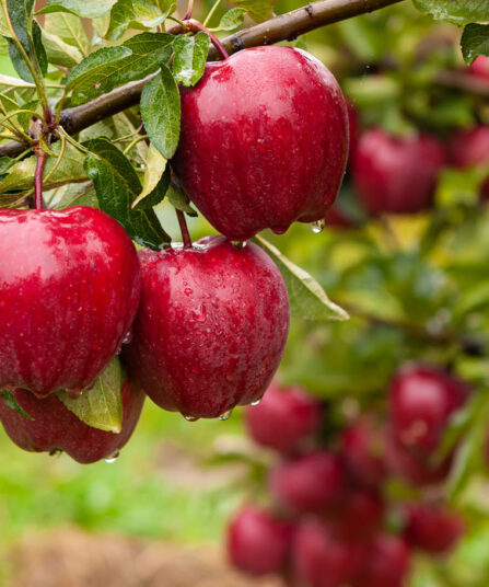 Røde epler på grein