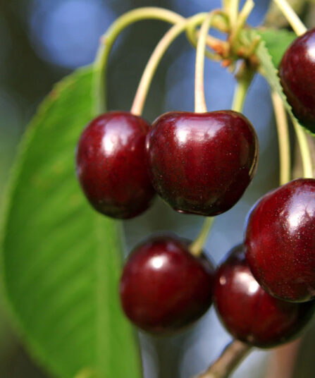 Friske, sure kirsebær
