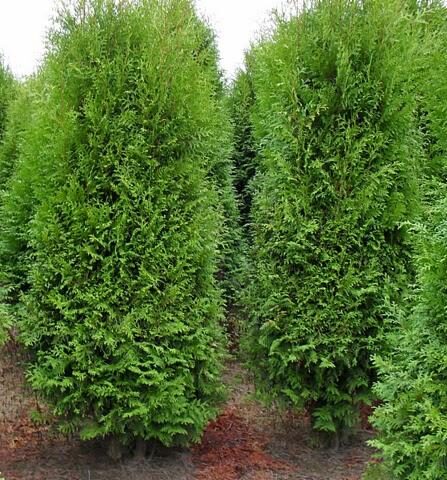 Thuja_Brabant