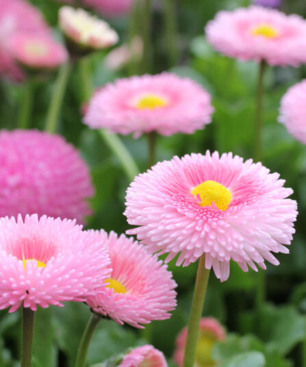Tusenfryd | Bellis perennis