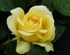 Klaserose 'Marselisborg'