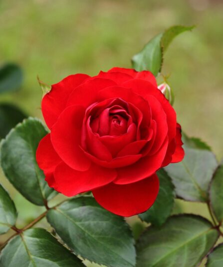 nina-weibull klaserose