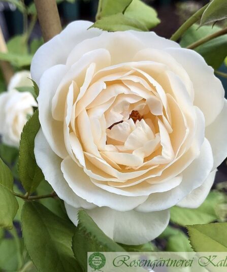 Klatrerose 'Uetersener kloster'