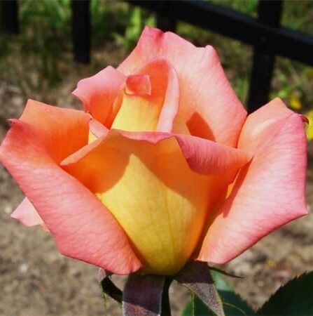 Stilkrose 'Victor Borge'