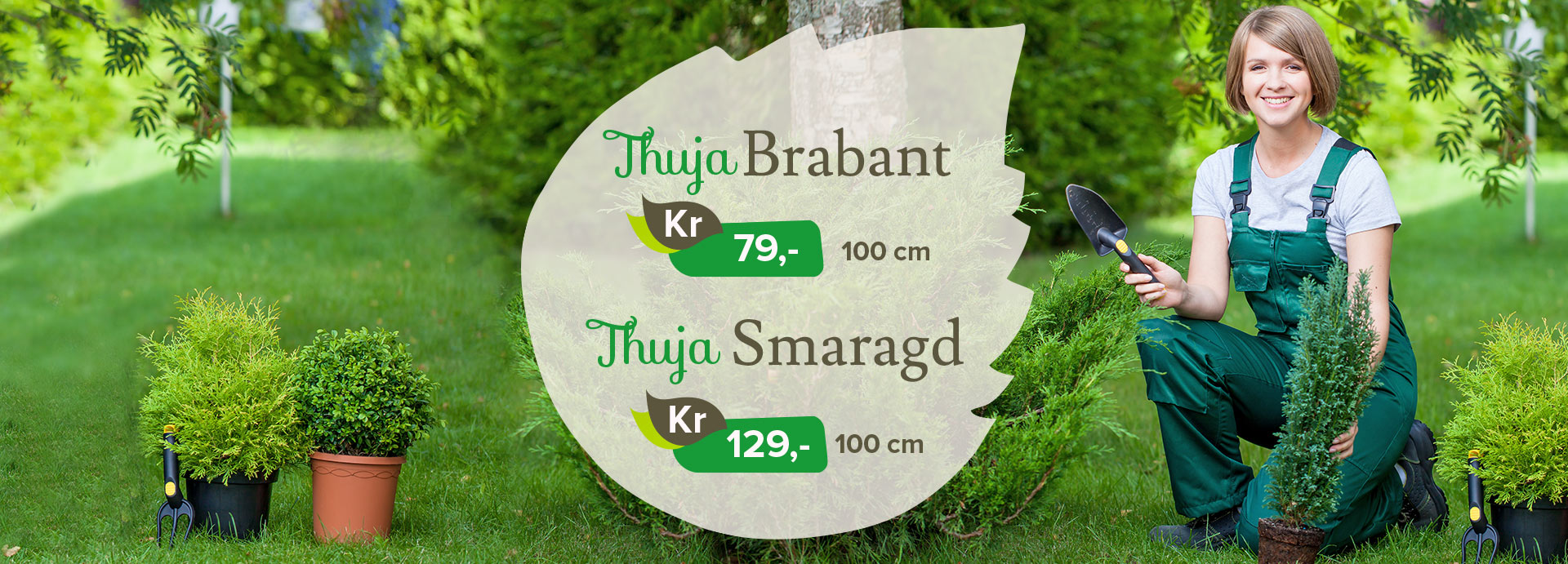 Thuja Brabant og Thuja Smaragd hos Lier Planteland Thuja Brabant og Thuja Smaragd på tilbud hos Lier Planteland