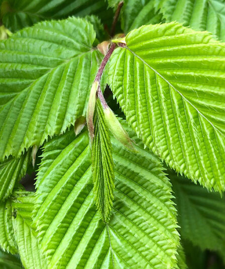 agnbøk carpinus betulus