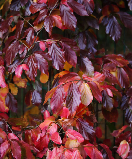 Blodbøk hos Lier Planteland