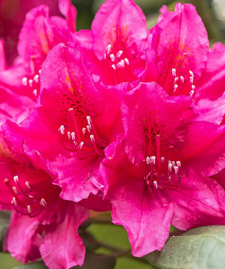 Rhododendron hos Lier Planteland