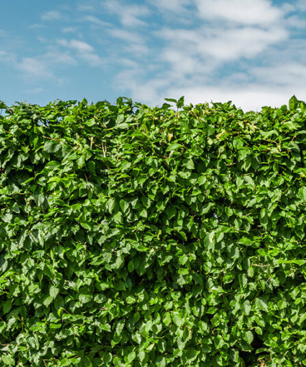 Vanlig bøk - hos Lier Planteland