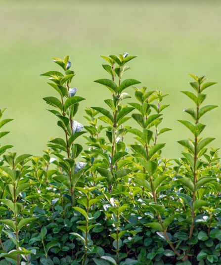 Vinterliguster hos Lier Planteland