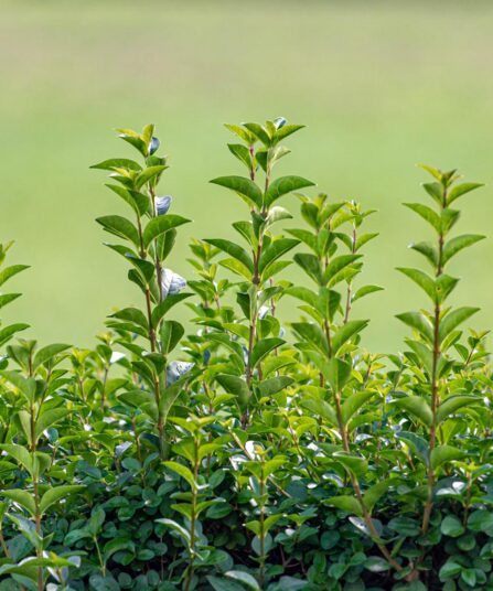 Vinterliguster hos Lier Planteland