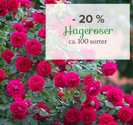 Hageroser