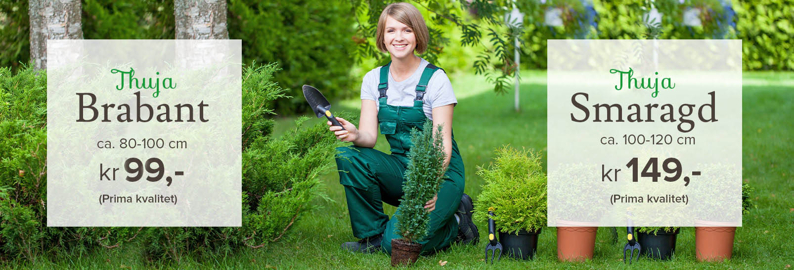 Tuja på tilbud hos Lier Planteland juni 2022