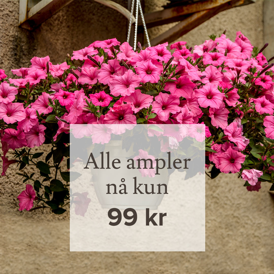 Ampler til 99 kr hos Lier Plantelands hagesenter