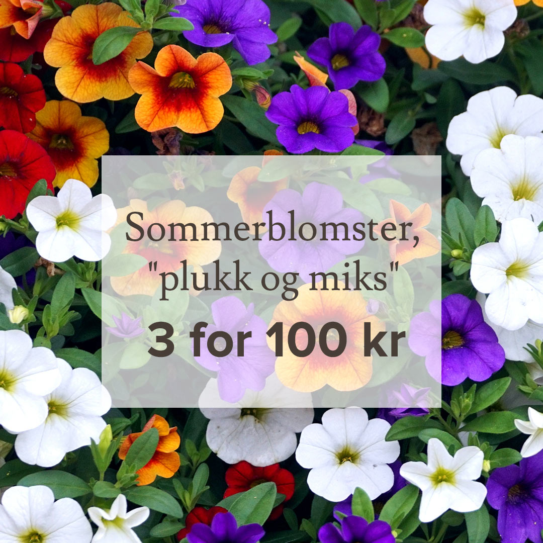 Sommerblomster hos Lier Planteland 3 for 100