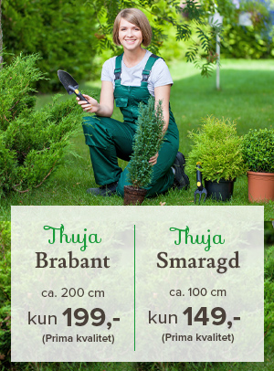 Thuja brabant 200 til 199 hos lier planteland