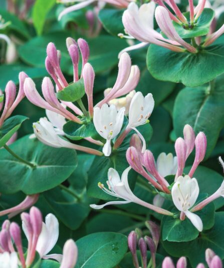 Klatreplanter LONICERA caprifolium-hos-Lier-Planteland