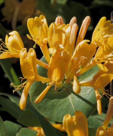 Nærbilde av den gulorange klatreplanten Lonicera tellmania