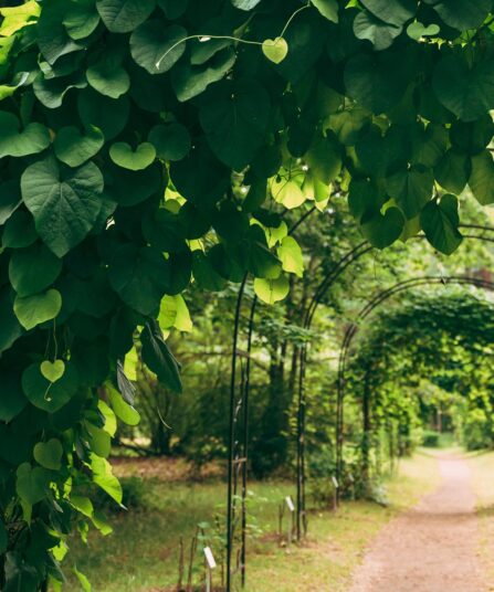 Klatreplanter PARTHENOCISSUS-Aristolochia-macrophylla hos Lier Planteland