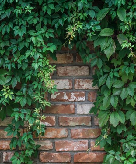 Klatreplantern PARTHENOCISSUS Quinquefolia engelmannii henger over mur