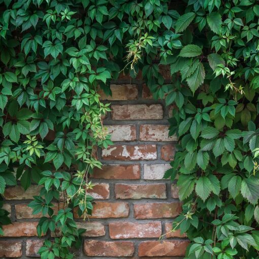 Klatreplantern PARTHENOCISSUS Quinquefolia engelmannii henger over mur