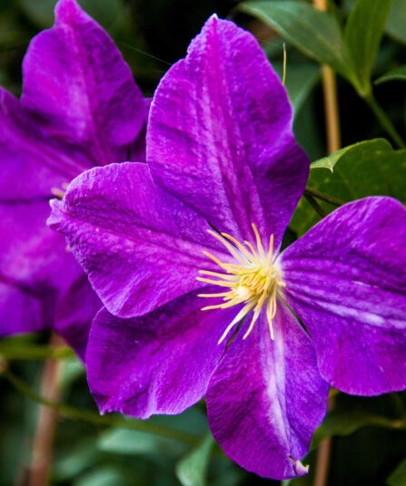 Klatreplanter STORBLOMSTRET CLEMATIS Jackmanii