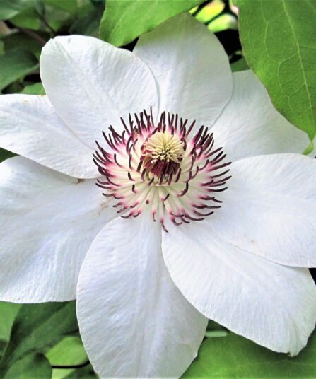 Hvit og nydelig storblomstret Clematis Miss Bateman