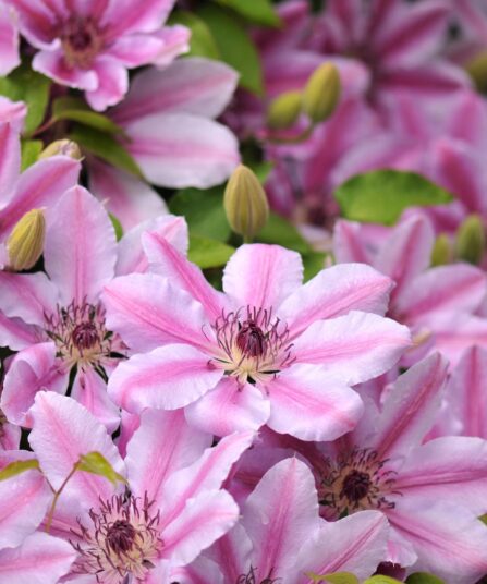 Storblomstret Clematis 'Nelly Moser'