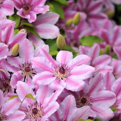 Storblomstret Clematis 'Nelly Moser'