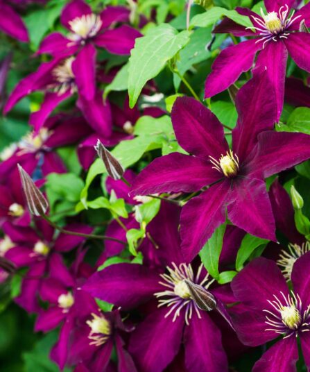 Storblomstret Clematis Niobe