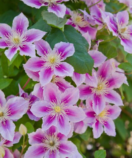 Storblomstret Clematis Piilu