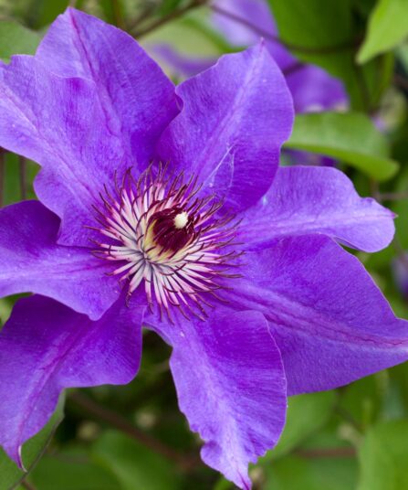 Storblomstret Clematis The-president-Ranunculaceae