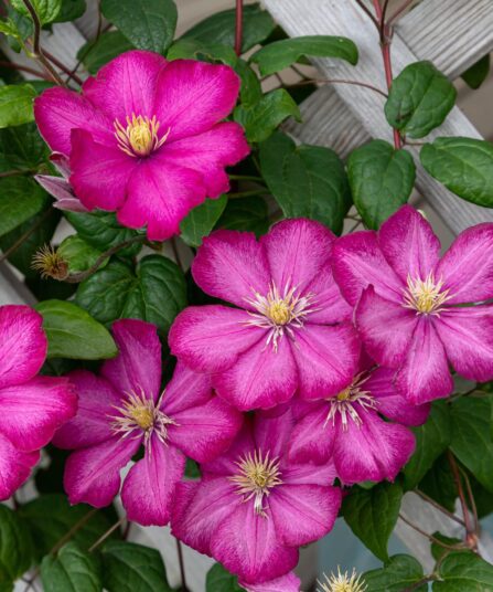 Storblomstret Clematis Ville-de-Lyon