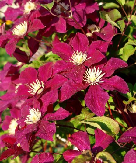 Storblomstret Clematis velvety crimson-Rouge-Cardinal-Red-Cardinal